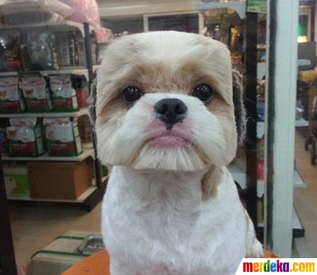 Foto Lucunya Anjing Anjing Ini Bila Wajahnya Berbentuk Kotak Dan