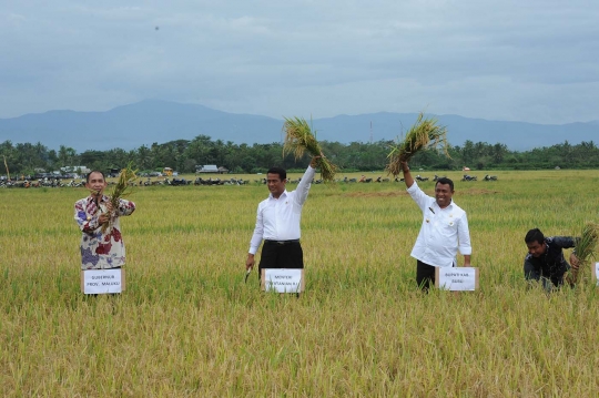 Blusukan ke Maluku, Mentan Amran ikut panen padi
