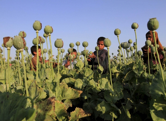 Potret anak-anak di Afghanistan jadi petani opium demi hidup