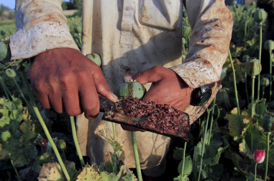 Potret anak-anak di Afghanistan jadi petani opium demi hidup