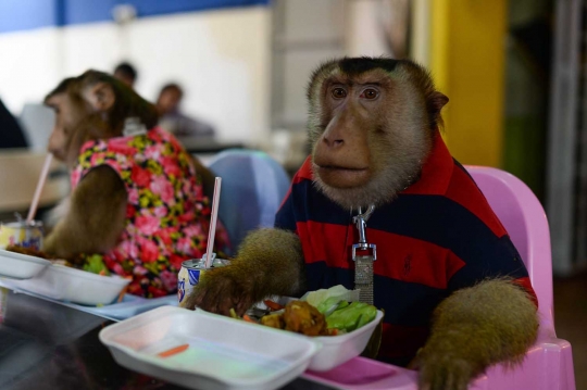 Kisah lucu Jamil dan sepasang monyet hidup bersama bak keluarga