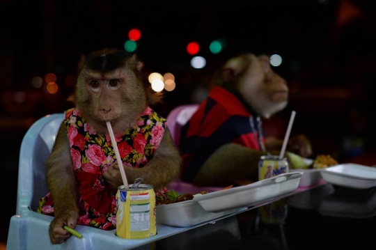 Kisah lucu Jamil dan sepasang monyet hidup bersama bak keluarga