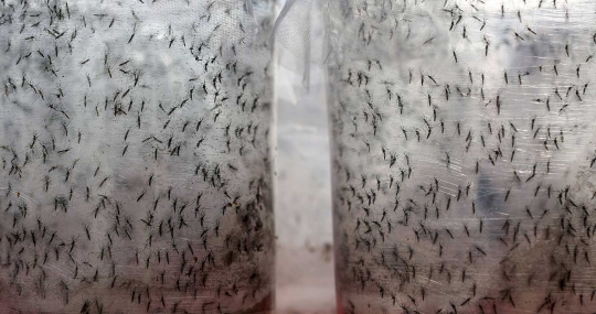 Tekan angka DBD, Brasil modifikasi gen nyamuk Aedes Aegypti