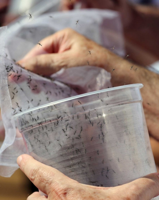 Tekan angka DBD, Brasil modifikasi gen nyamuk Aedes Aegypti