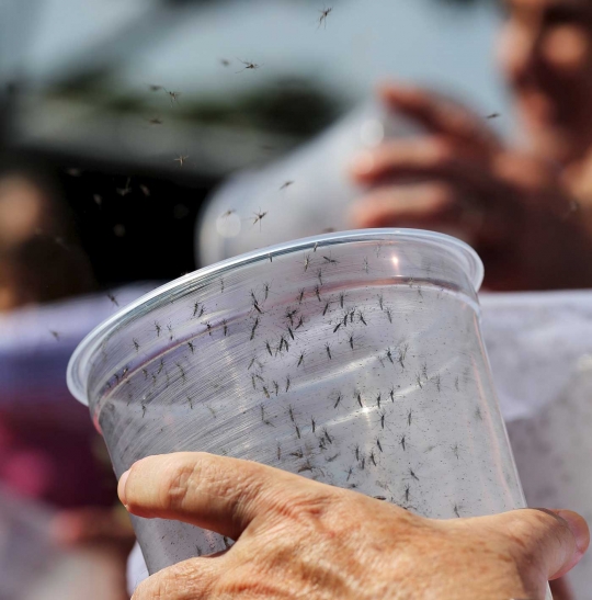 Tekan angka DBD, Brasil modifikasi gen nyamuk Aedes Aegypti