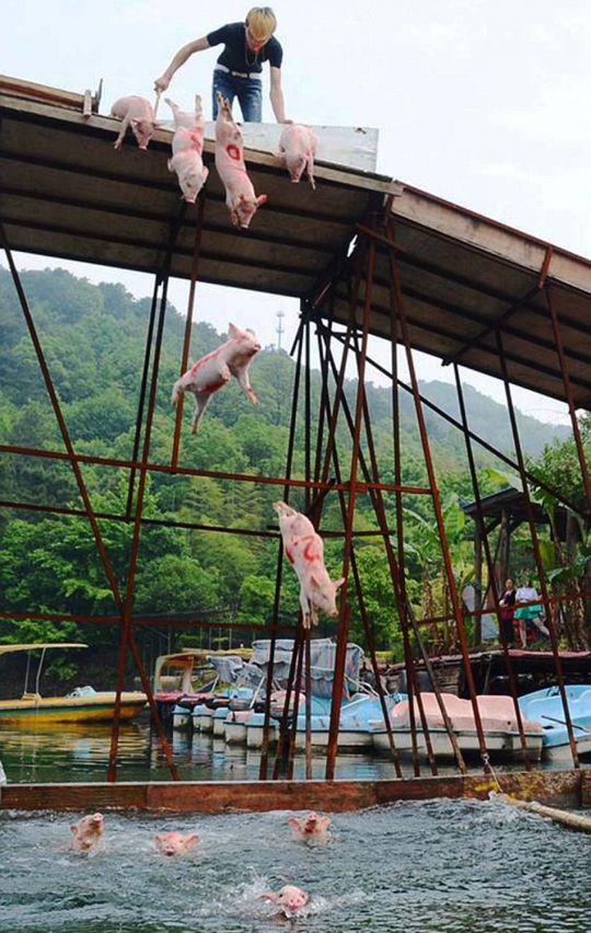 Menyaksikan kekonyolan kawanan babi lomba renang di China