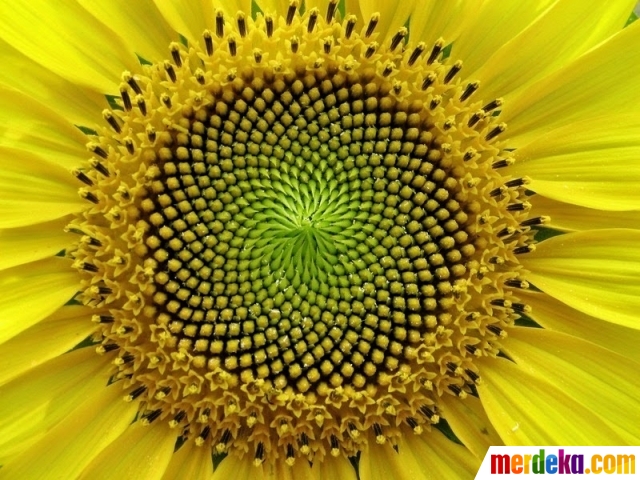 Foto : Kuasa Tuhan dalam kesempurnaan geometri tumbuh 