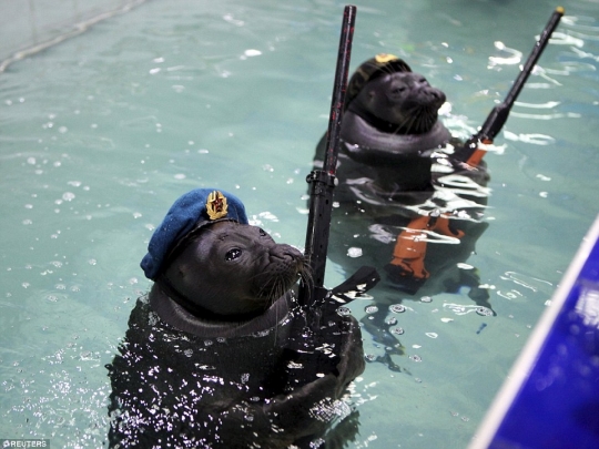 Turut peringati Perang Dunia II, anjing laut ini bergaya bak tentara