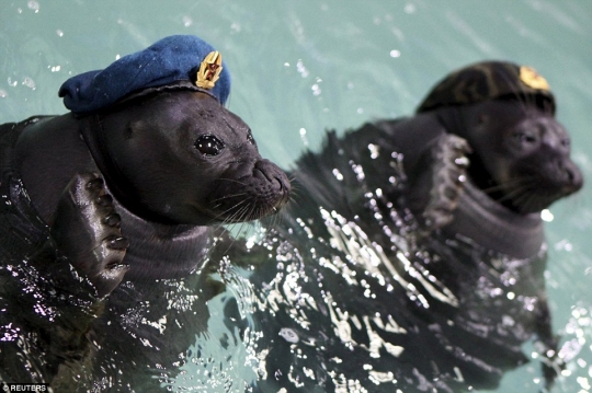 Turut peringati Perang Dunia II, anjing laut ini bergaya bak tentara