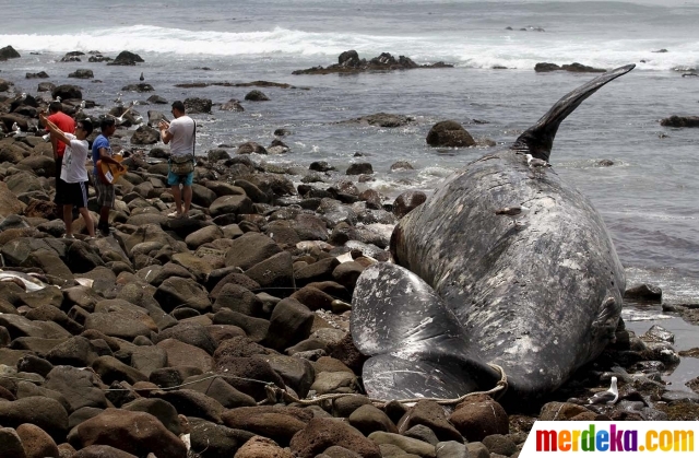 Foto : Kondisi paus 14 ton mati terdampar di pantai 