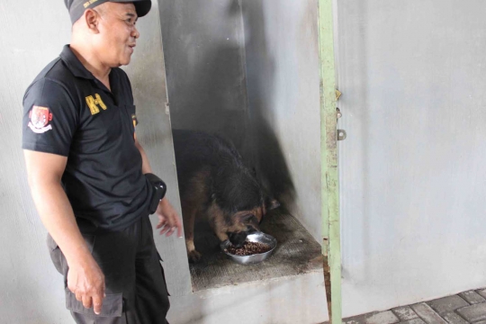 Kisah Satrio, rawat anjing K-9 seperti keluarga sendiri