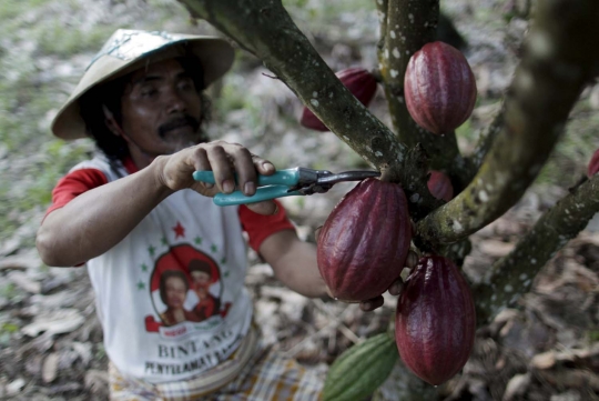 Mengunjungi perkebunan cokelat terbesar se-Asia di Sulawesi