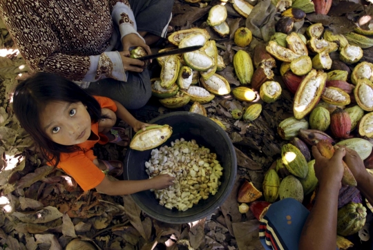 Mengunjungi perkebunan cokelat terbesar se-Asia di Sulawesi