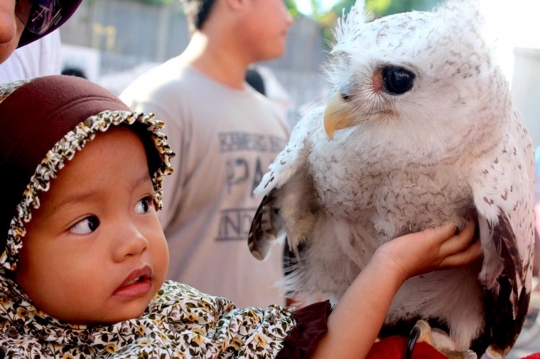Ketika burung hantu tak lagi menakutkan