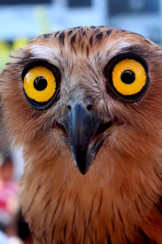 Ketika burung hantu tak lagi menakutkan