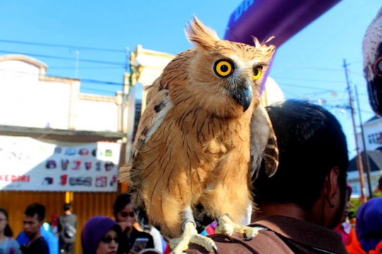 Ketika burung hantu tak lagi menakutkan