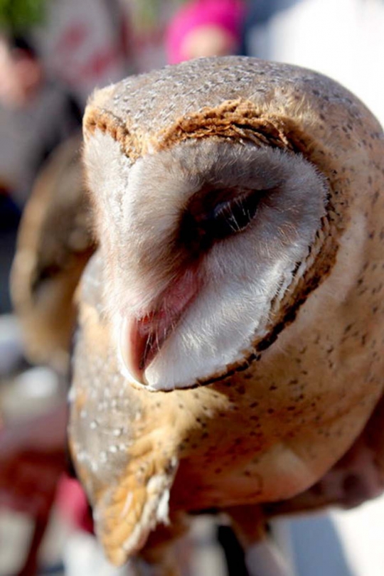 Ketika burung hantu tak lagi menakutkan