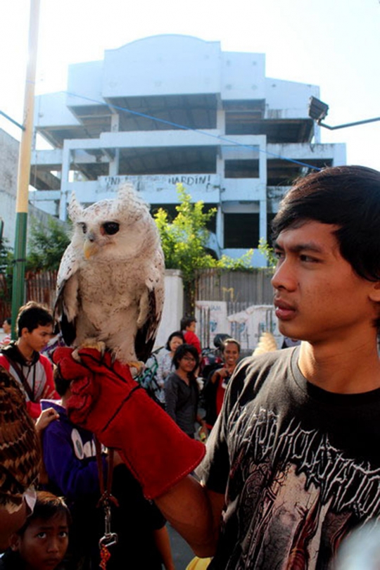 Ketika burung hantu tak lagi menakutkan