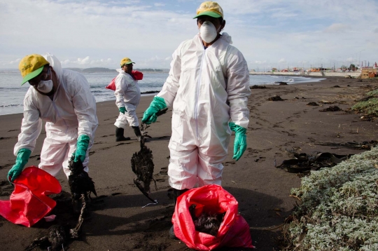 Ribuan burung ditemukan mati misterius di pantai Chile