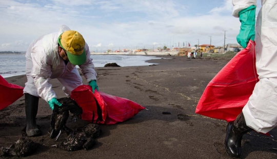 Ribuan burung ditemukan mati misterius di pantai Chile