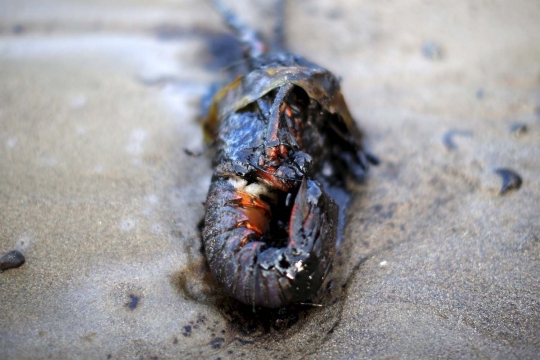 Minyak tumpah, lobster hingga gurita di perairan California mati