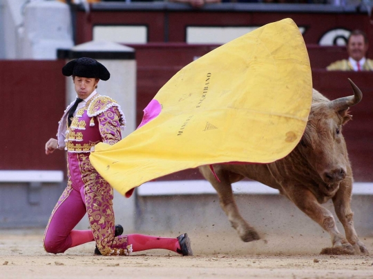 Aksi banteng-banteng ganas dan matador di San Isidro Feria