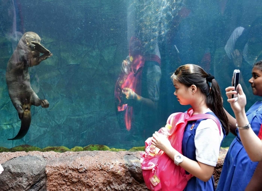 Tingkah lucu berang-berang di dalam aquarium Wild Reserve Singapore