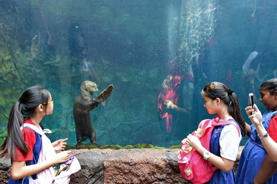 Tingkah lucu berang-berang di dalam aquarium Wild Reserve Singapore