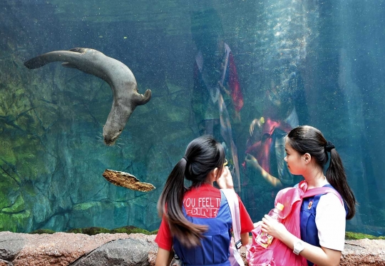 Tingkah lucu berang-berang di dalam aquarium Wild Reserve Singapore