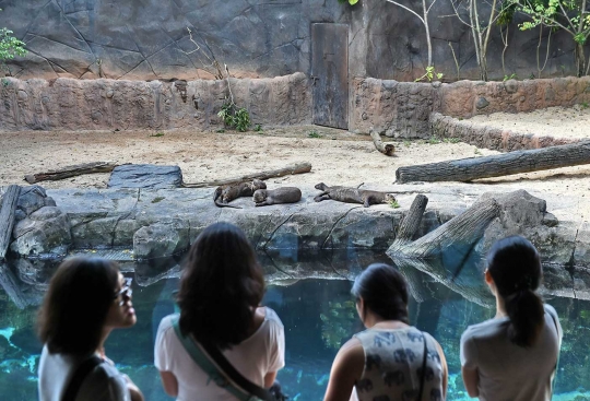 Tingkah lucu berang-berang di dalam aquarium Wild Reserve Singapore