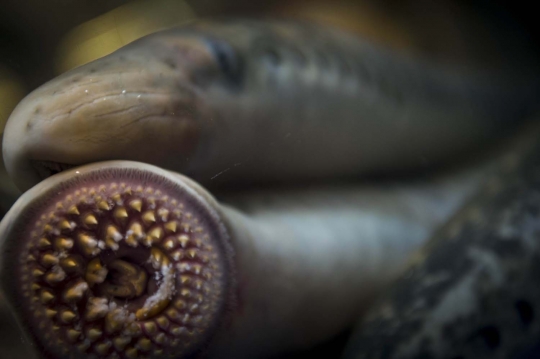 Berburu Lamprey, ikan pengisap darah yang diami sungai Spanyol