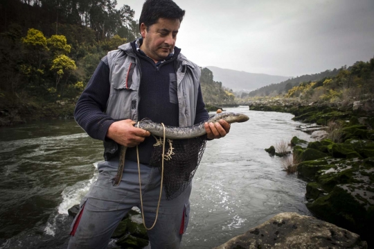 Berburu Lamprey, ikan pengisap darah yang diami sungai Spanyol