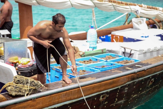 Melihat tradisi pencarian kerang mutiara ala nelayan Qatar