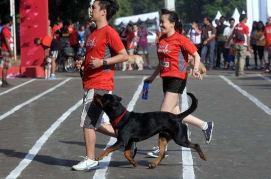 Gaya lucu anjing dalam Purina Alpo Dog Run di Senayan