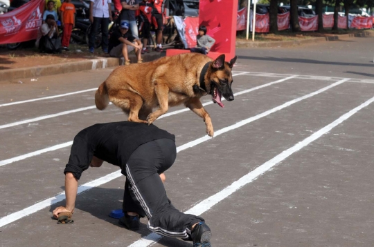 Gaya lucu anjing dalam Purina Alpo Dog Run di Senayan