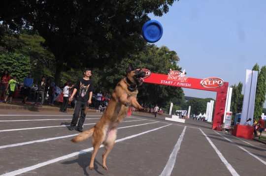 Gaya lucu anjing dalam Purina Alpo Dog Run di Senayan