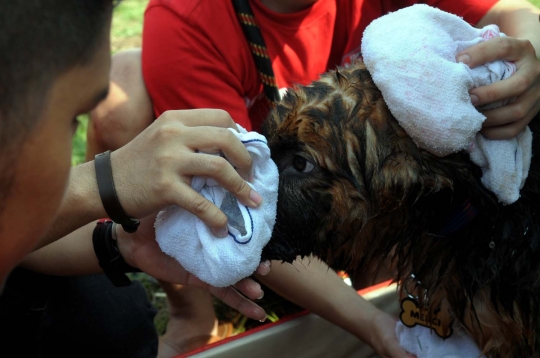 Gaya lucu anjing dalam Purina Alpo Dog Run di Senayan