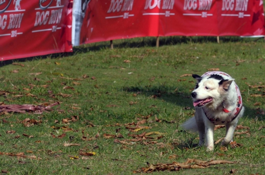 Gaya lucu anjing dalam Purina Alpo Dog Run di Senayan