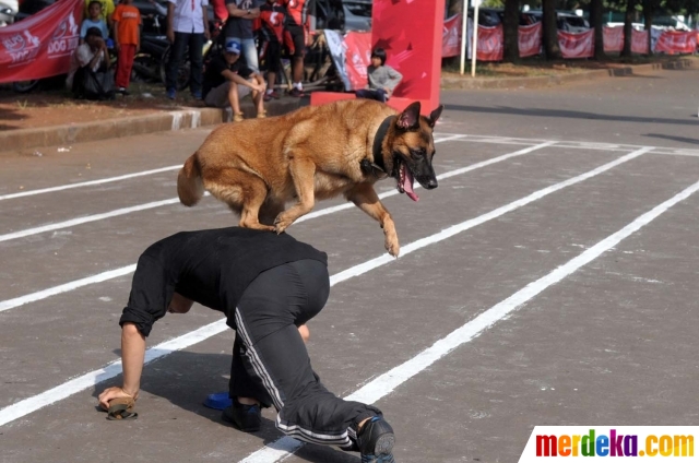 Foto : Gaya lucu anjing dalam Purina Alpo Dog Run di 