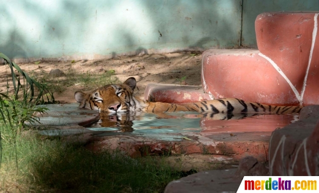 Foto : Tingkah lucu harimau di India berendam seharian 