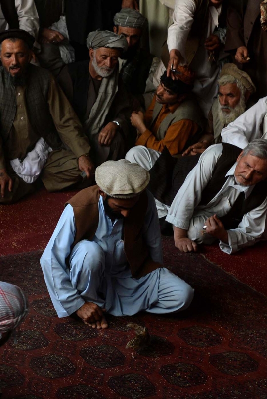 Melihat keseruan lelaki Afghanistan adu burung puyuh