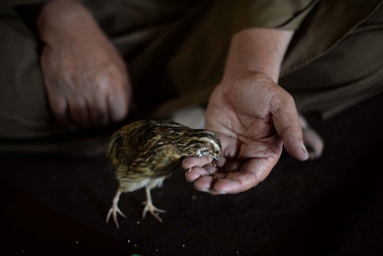 Melihat keseruan lelaki Afghanistan adu burung puyuh