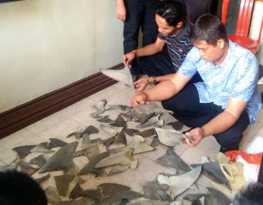 Polisi gagalkan penyelundupan ratusan sirip hiu di Gilimanuk