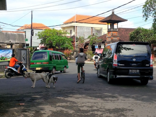 Sepasang anjing kawin di tengah jalan bikin heboh warga Denpasar