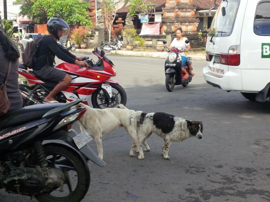 Sepasang anjing kawin di tengah jalan bikin heboh warga Denpasar