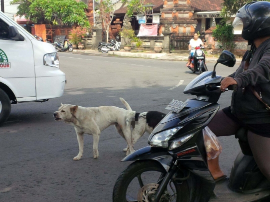 Sepasang anjing kawin di tengah jalan bikin heboh warga Denpasar