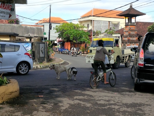 Sepasang anjing kawin di tengah jalan bikin heboh warga Denpasar