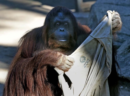 29 Tahun dikurung, orangutan Sumatera dapat hidup bebas di Argentina