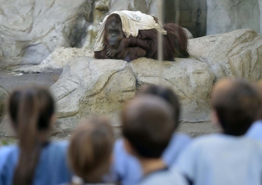 29 Tahun dikurung, orangutan Sumatera dapat hidup bebas di Argentina