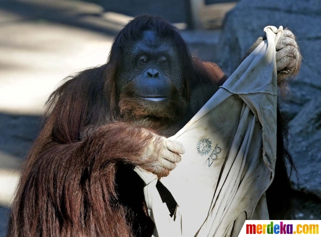 Foto 29 Tahun dikurung orangutan Sumatera dapat hidup  